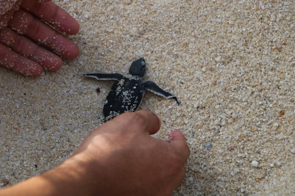 Pusat Konservasi dan PeneranganPenyu